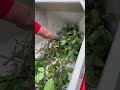 Зʼїло волоського горіха 14 см. Тест МК-170БД Antistress. @arpal_vin