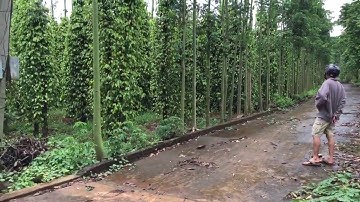 Đất Bàu Lâm 3 xào, 2 mặt tiền seonhadat vn