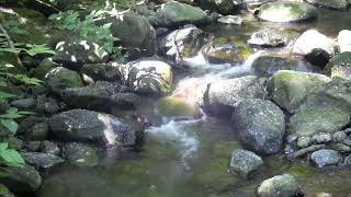 Arroyo tranquilo con pájaros cantando sonidos relajantes del bosque