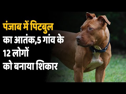 Pitbull Attack | पंजाब के पठानकोट में पिटबुल का आतंक, 5 गांवों में घूमकर 12 लोगों को बनाया शिकार