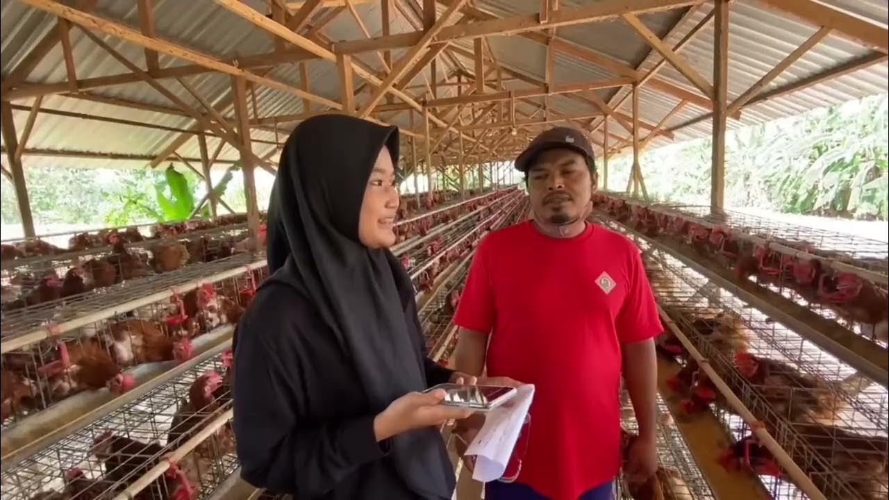 Tugas PKWU wawancara peternak ayam petelur kelompok 2 / XII IPS 1 /SMAN 1 Pati