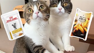 大学いもを食べていたら猫にキャットフードと勘違いされて大変なことになった…汗