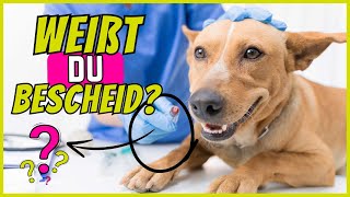 Fast kein Hundehalter weiß diese 10 Dinge über Hunde by SchnüffelSchnuten 3,035 views 3 weeks ago 5 minutes, 45 seconds