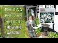 The white garden planting peruvian daffodils