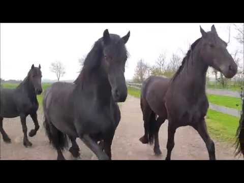 good-evening-friesian-horse-ladies!-time-to-go-inside!