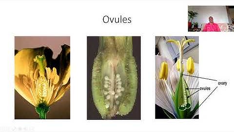 Ovule Structure & Types
