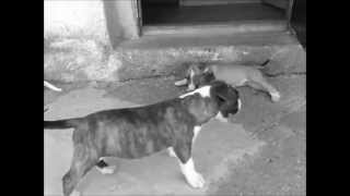 Miniature Bullterrier In Vendita