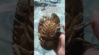 Download Lagu Lobster Batu, Bambu Dan Udang Kipas MP3 Download Lagu Lobster Batu, Bambu Dan Udang Kipas MP3