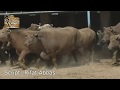 Buffalo Documentary | Kundhi | Sindhan | Banni | Dosu jat | Ahsan Burghari Dairy Farm | Kunri Sindh