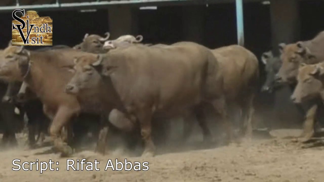 Buffalo Documentary | Kundhi | Sindhan | Banni | Dosu jat | Ahsan Burghari Dairy Farm | Kunri Sindh