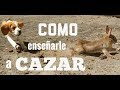 Como Enseñarle a Cazar a Tu Cachorro Beagle | how to train Beagle to hunt rabbit Documental