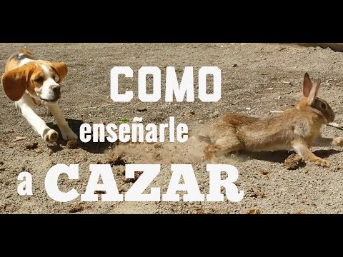 Video: Cómo Nombrar Un Perro De Caza