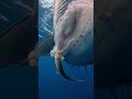 The Incredible Moment a Shark Gives Birth in the Ocean #Shark #BabyShark #Ocean #SeaLife #MarineLife
