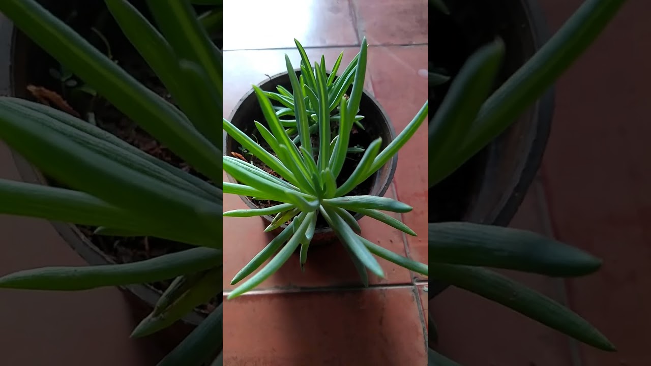 Senecio barbetonicus Succulent plant