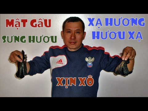 Video: Xạ Hương Abelmos