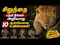 சிறுத்தை பற்றி நாம் அறியாத உண்மை! 😱 #facts #trending #fyp