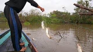 Angkat jaring ikan Lais sungai Arut ketika Air Naik