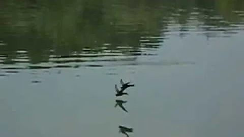 Стриж на лету пьет воду (замедленное видео)