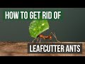 How to Get Rid of Leafcutter Ants (4 Easy Steps)