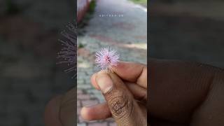 💥🤯 தொட்டால் சுருங்கும் செடி⁉️| touch me not plant | #abithaa_kk #touchmenotplant #shortsfeed #shorts