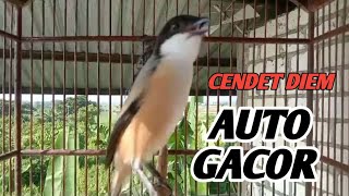 SUARA BURUNG PENTET GACOR AMPUH NAIKAN EMOSI CENDET DIEM JADI NYAUT GACOR