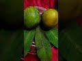 ما هي الأمراض التي تعالجها اوراق المانجو فوائد اوراق المانجا وأفضل طرق الاستفادة منها مع بنت العرب 