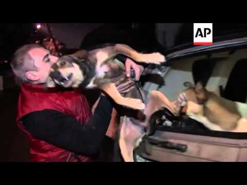 Video: Pet Scoop: Schiorul din S.U.A salvează câinii în orașul Sochi, călătorește de la iazul Icy