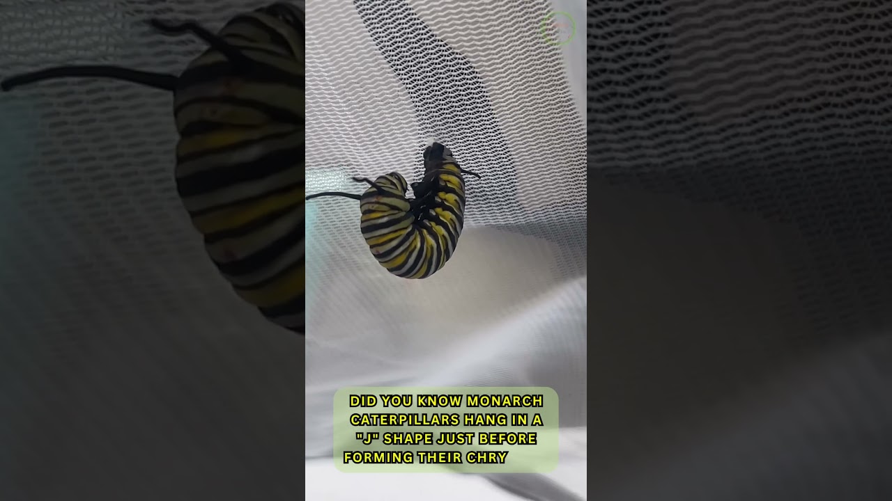 Did you know monarch caterpillars... 
