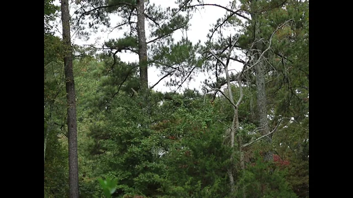 2 Hours of ASMR Rain and Nature sounds from North ...