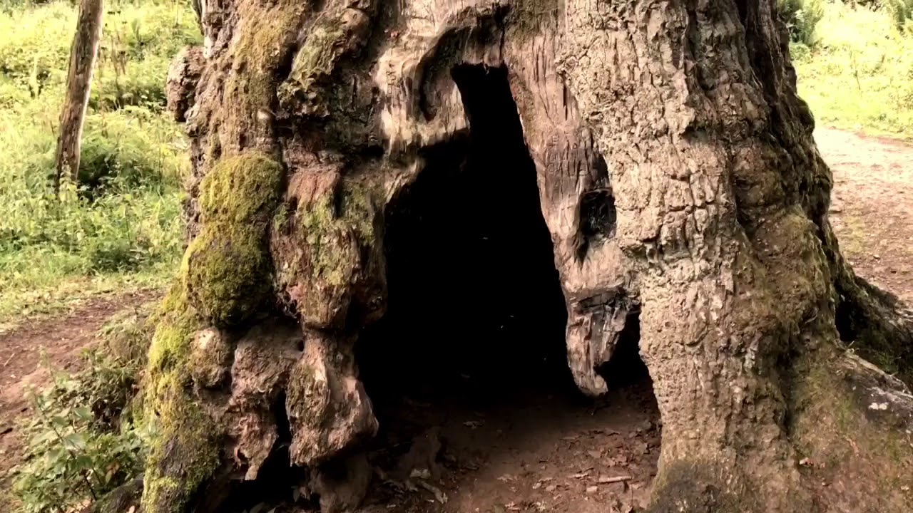 Birnam Wood Trailer YouTube