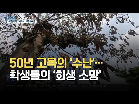 [영상] 50년 고목의 ‘수난’…학생들의 ‘회생 소망’ / KBS 2021.06.24.
