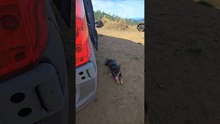 oregon vandog view roadtrip cdanervan vanlifetravel vanlife solofemalevanlife solotravel