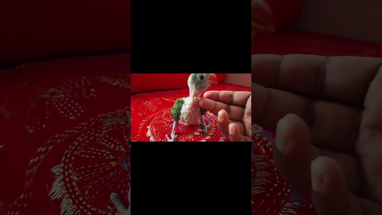 Some precautions in keeping parrots.