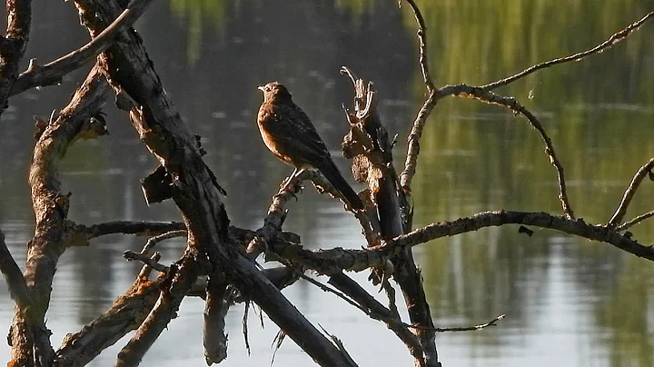 Exploring The Amisk Wuche Trail, Elk Island National Park, Alberta, Canada