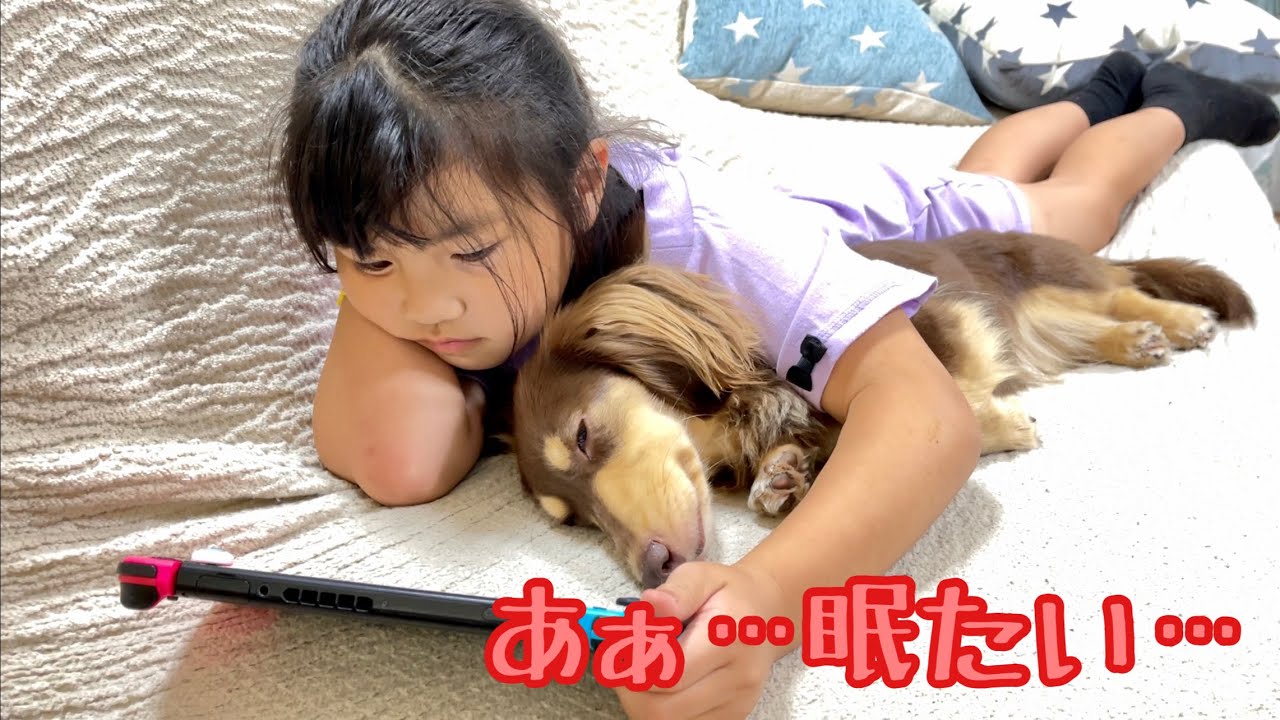 必死に耐えながらも寝落ちする小型犬の幸せそうな寝顔がこちら ゴールデンレトリバーのクッキーとミニチュアダックスフンドの子犬ショコラとの幸せな日常 Youtube