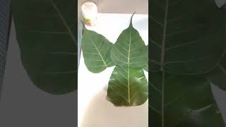 peepal leaf Ganesha । leaf ganesha #shorts #reels #art #ganpatibappamorya #viral