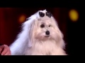 Marc Métral and his talking dog Wendy | Audition Week 1| Britain