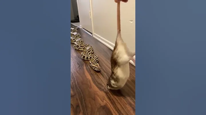 Rocky My Giant Python Vs HUGE Rat! 🐀🐍 - DayDayNews