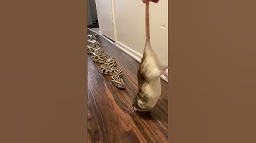 Rocky My Giant Python Vs HUGE Rat! 🐀🐍 #snakefeeding #petsnake #python