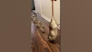 Rocky My Giant Python Vs HUGE Rat! 🐀🐍