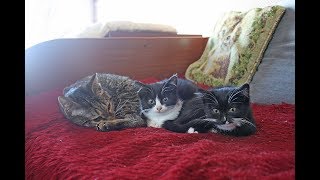 Новости по диким котятам【КОТОНОВОСТИ! 14.10.19】 Новости по диким котятам【КОТОНОВОСТИ! 14.10.19】