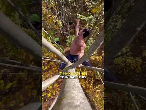 Video: Ar mandrilai laipioja į medžius?