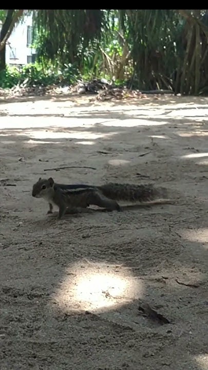Бурундук на пляже, Шри Ланка. Chipmunk on the beach, Sri Lanka. # ...