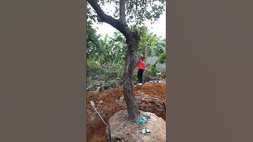 đánh bầu cây hông hải hậu din  quả vuông đét khủng tại thủy nguyên hải phòng (0854170889)