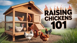 Raising Happy Chickens: The Secret to Better Eggs