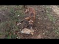 Cacería de Conejos con Galgos y Beagles! Los Conejos mas Difíciles!