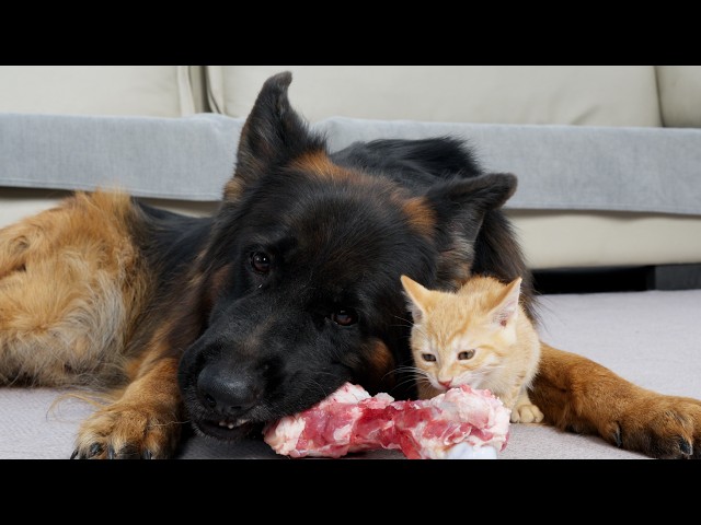 Foster Kitten Raised By German Shepherd Starts Acting Like A Puppy