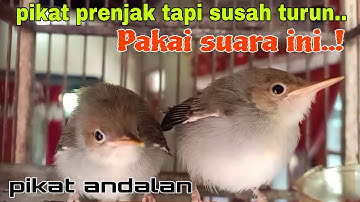 Suara pikat prenjak tamu prenjak kepala merah ribut paling ampuh
