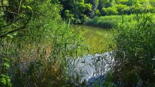 Nlt Ilk Aport Nevidjenog Uba , Vlasnik Nlt Tomic