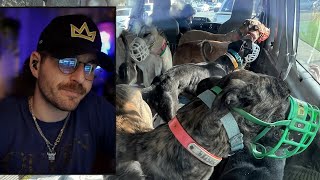 Julien talks about fostering greyhounds